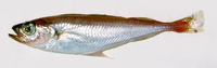 Trisopterus esmarkii, Norway pout: fisheries