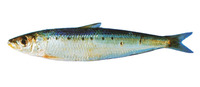 Sardinops sagax, South American pilchard: fisheries, bait