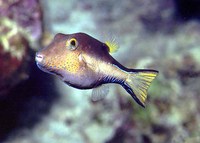 Canthigaster rostrata, Caribbean sharpnose-puffer: aquarium