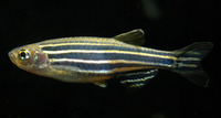 Danio rerio, Zebra danio: aquarium