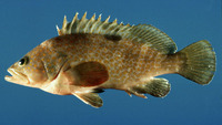 Epinephelus akaara, Hong Kong grouper: fisheries, aquaculture