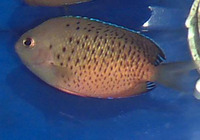 Centropyge ferrugata, Rusty angelfish: aquarium