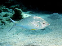 Gerres longirostris, Longtail silverbiddy: fisheries