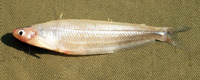 Parailia somalensis, Somalia glass catfish: