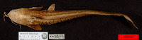 Paraplotosus albilabris, Whitelipped eel catfish: fisheries