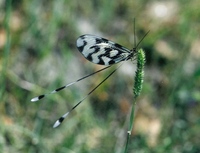 Nemoptera sinuata