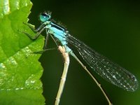 Ischnura elegans - Blue-tailed Damselfly