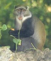 Image of: Cercopithecus mitis (blue monkey)
