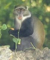 Image of: Cercopithecus mitis (blue monkey)