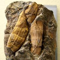 Rhombifera bohemica