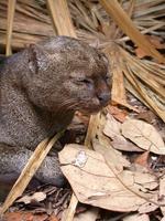 Image of: Puma yagouaroundi (jaguarundi)