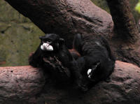 Image of: Saguinus mystax (black-chested mustached tamarin)