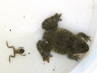 Bombina variegata - Yellow-Bellied Toad