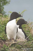 Alca torda - Razorbill