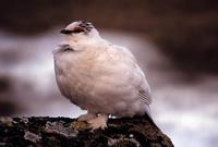 Lagopus muta - Rock Ptarmigan