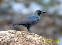 Corvus splendens - House Crow