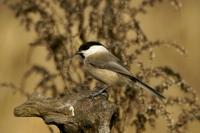 Parus montanus - Willow Tit