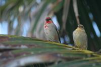 Foudia madagascariensis - Madagascar Red Fody