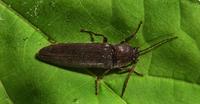 Image of: Elateridae (click beetles)