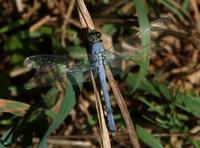 Image of: Erythemis simplicicollis