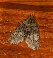 Image of: Hydriomena