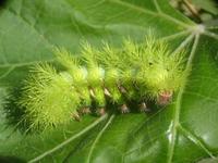 Image of: Lepidoptera (butterflies, butterflies and moths, and moths)