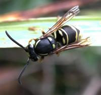 Image of: Vespula