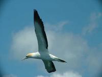 Sula serrator - Australian Gannet