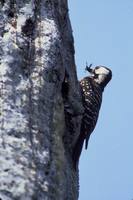 Picoides borealis - Red-cockaded Woodpecker