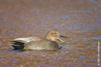 Image of: Anas strepera (gadwall)