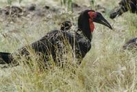 Image of: Bucorvus leadbeateri (southern ground hornbill)