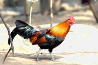 Image of: Gallus gallus (red junglefowl)