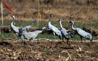 Image of: Grus grus (common crane)
