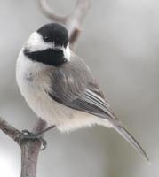 Image of: Parus carolinensis (Carolina chickadee)