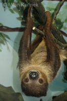 Choloepus didactylus - Southern Two-toed Sloth