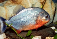 Pygocentrus nattereri - Red Bellied Piranha