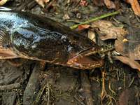 Gobiomorus dormitor - Bigmouth Sleeper