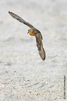 Image of: Tryngites subruficollis (buff-breasted sandpiper)