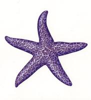 Image of: Pisaster ochraceus