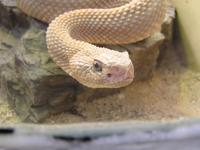 Crotalus unicolor - Aruba Island Rattlesnake