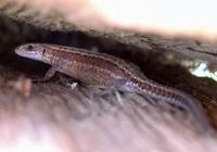 Zootoca vivipara - Common Lizard