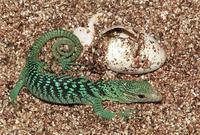 Varanus prasinus - Emerald Monitor