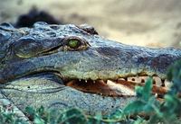 Photo: Orinoco Crocodile