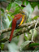 Orange-breasted Trogon - Harpactes oreskios