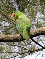 Blue-naped Parrot - Tanygnathus lucionensis