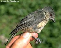 Grey-crested Tit - Parus dichrous