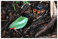 Hooded Pitta - Pitta sordida