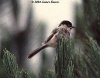 Black-browed Tit - Aegithalos bonvaloti