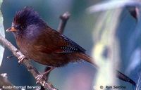 Rusty-fronted Barwing - Actinodura egertoni