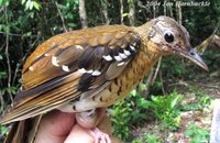 Fawn-breasted Thrush - Zoothera machiki